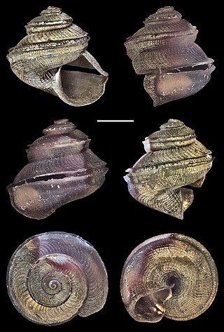 <i>Anatoma agulhasensis</i> Species of gastropod
