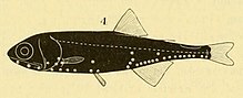 Scopelus rarus из Люткена 1892.jpg