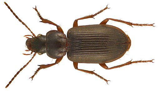 Scybalicus oblongiusculus (Dejean, 1829) (3566989210)