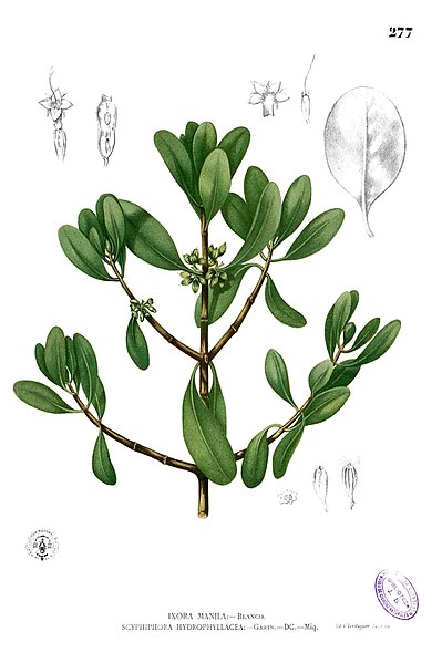 File:Scyphiphora hydrophylacea Blanco2.277.jpg