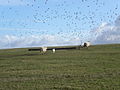 Seagulls and sheep on landfill site - geograph.org.uk - 123655.jpg
