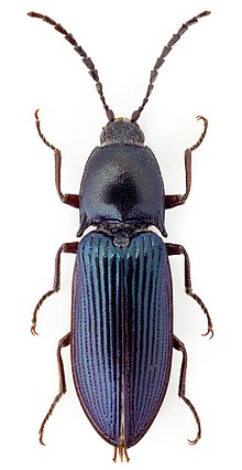 Selatosomus melancholicus2.jpg