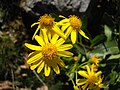 Senecio pyrenaicus