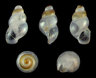 <i>Setia scillae</i> Species of gastropod