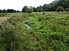 Shotesham Common 