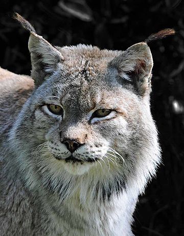 Siberian lynx