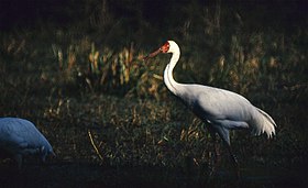 Siberian Cranes (Grus leucogeranus) (20245060709).jpg