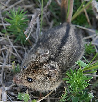 <span class="mw-page-title-main">Hungarian birch mouse</span> Species of birch mouse