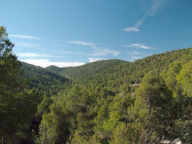 A Mediterranean forest, in the Region of Murcia (Spain).