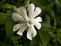 Silene laifolia