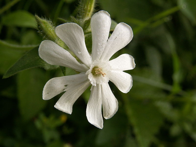 File:Silene alba NRM.jpg