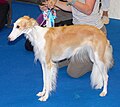 Silken Windhound, red & white