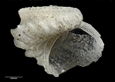 Sinezona_laqueus