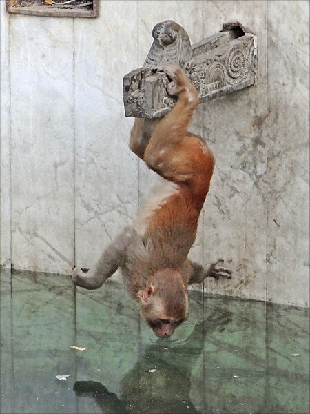 File:Singe dans lenceinte du Stupa de Swayambhunath (8435323149).jpg