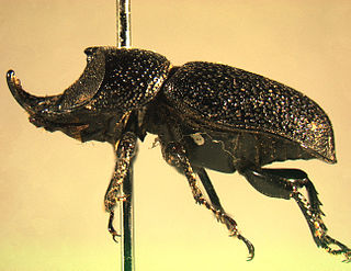 <i>Sinodendron rugosum</i> Species of beetle