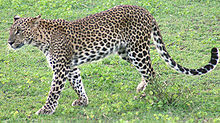 Leopards Vikipedija