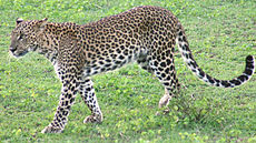 Ceyloni leopárd