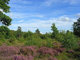 Snelsmore Common Nature reserve near Newbury, Berkshire