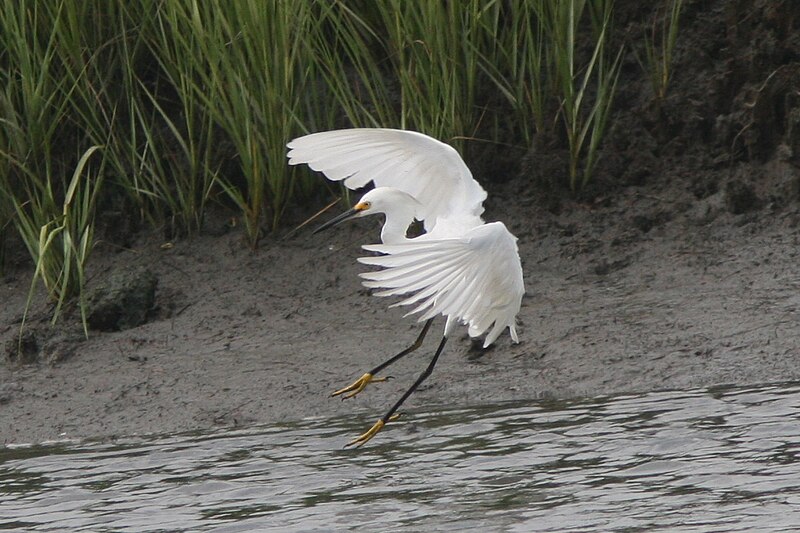 File:Snowy egret (6203369433).jpg