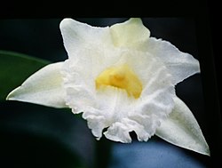 Sobralia macrophylla - fl.jpg