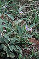 Solanum campylacanthum