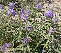 Solanum elaeagnifolium