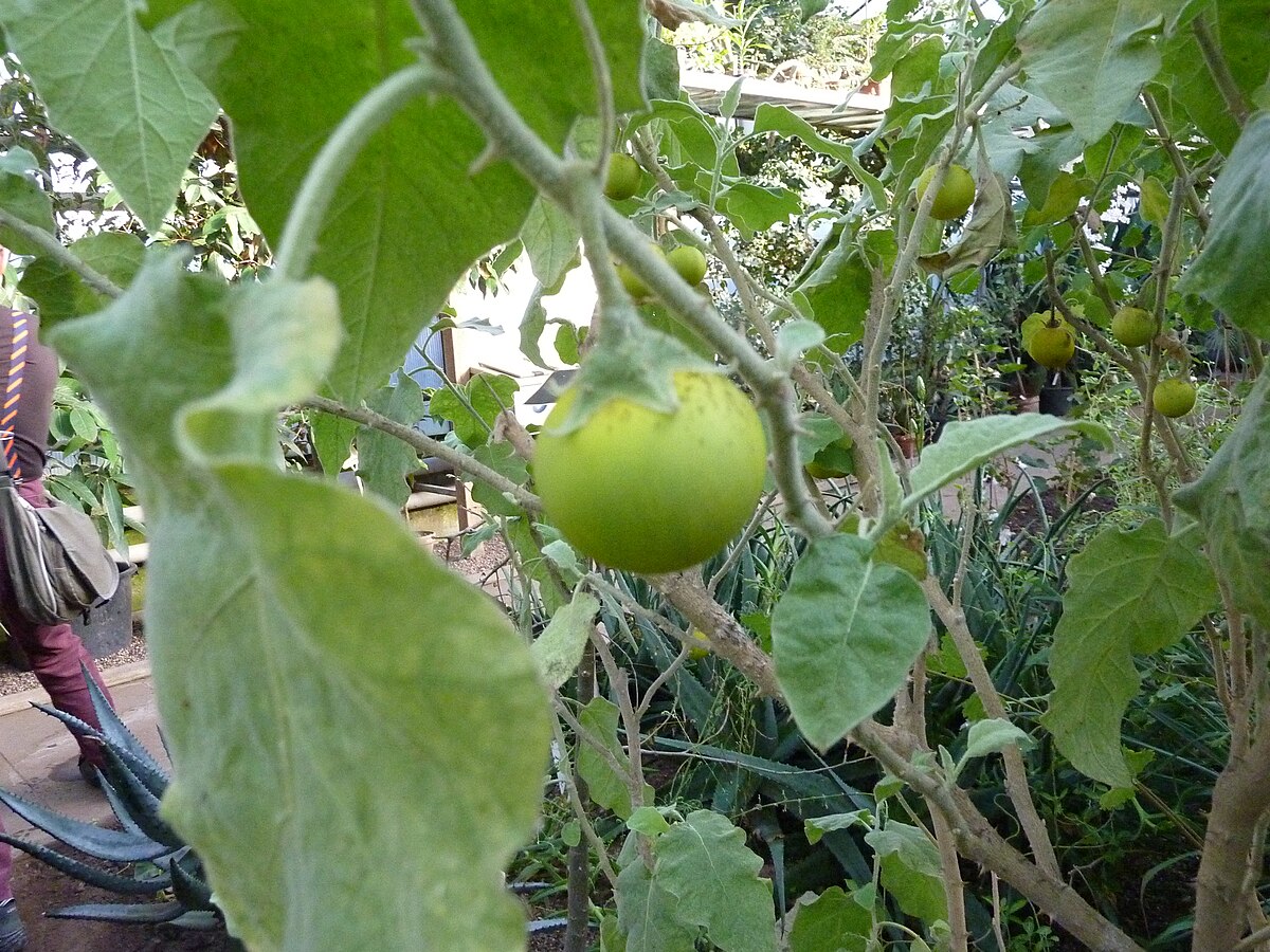 Solanum incanum - Wikipedia