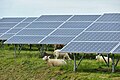 Integración de la energía solar con la agricultura: perspectivas de la industria sobre el mercado, la comunidad y las dimensiones sociopolíticas de la agrovoltaica