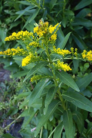 <i>Solidago azorica</i> Species of flowering plant