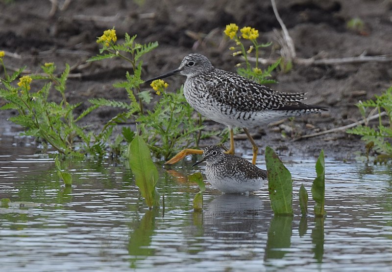 File:Solitary & Yellowlegs (33920139290).jpg