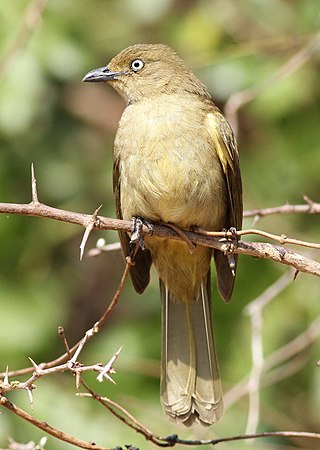 <span class="mw-page-title-main">Sombre greenbul</span> Species of bird