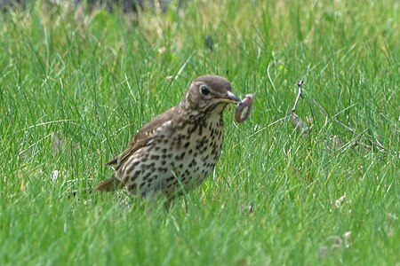 The song thrush (Turdus philomelos) - report from the lawn. Drozd śpiewak - meldunek z trawnika.