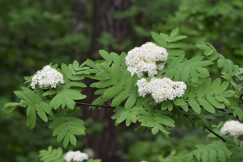 File:Sorbus aucuparia kz13.jpg