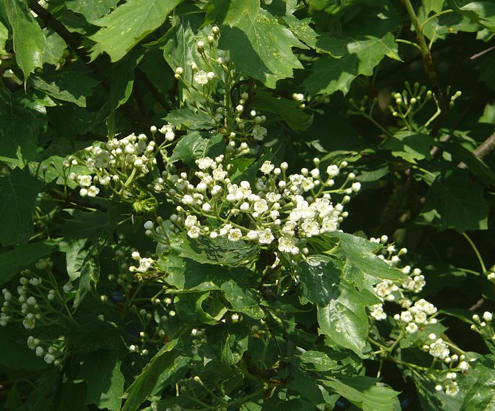 File:Sorbus torminalis 190513.jpg