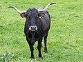 * Nomination Black Spanish cattle with beautiful horn --Christof46 19:17, 10 May 2019 (UTC) * Promotion  Support Good quality. --Manfred Kuzel 03:58, 11 May 2019 (UTC)