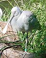 Yellow-billed spoonbill