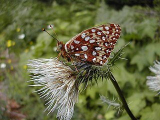 <i>Speyeria zerene hippolyta</i> Subspecies of butterfly