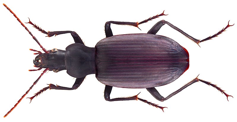 File:Sphodrus leucophthalmus (Linné, 1758) (5023094414) (2).jpg