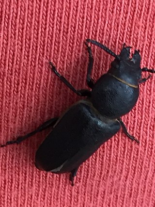 <i>Spondylis buprestoides</i> Species of beetle