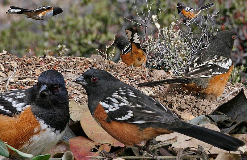 File:Spotted Towhee From The Crossley ID Guide Eastern Birds.jpg