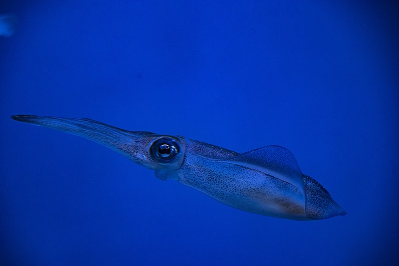 File:Squid-fish.jpg