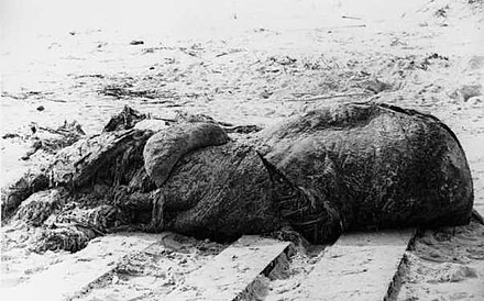 The St. Augustine Monster was a carcass that washed ashore near St. Augustine, Florida in 1896. It was initially postulated to be a gigantic octopus.