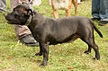 Staffordshire Bullterrier