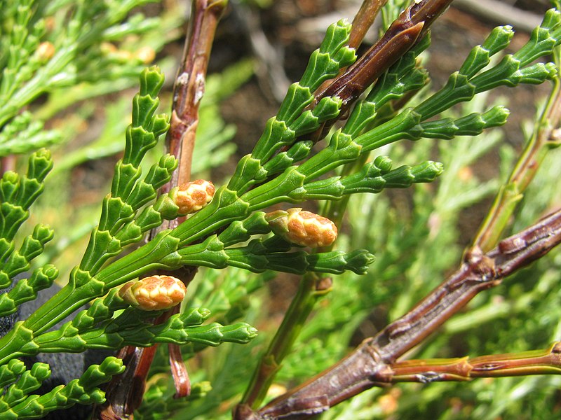 File:Starr-141106-5338-Calocedrus decurrens-branch with male cones-8500 Ft Grove HNP-Maui (25130427492).jpg