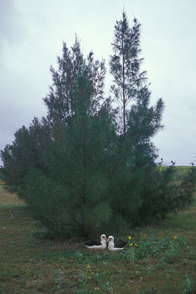 File:Starr 010522-1332 Casuarina equisetifolia.jpg