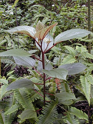 <i>Pipturus albidus</i> Species of plant