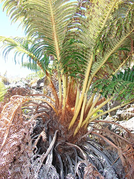 File:Starr 081014-0247 Sadleria cyatheoides.jpg