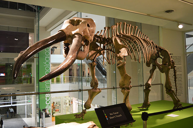 Image: Stegomastodon CCB