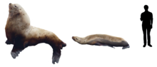 Steller Sea Lion comparison png.png