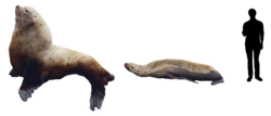 Steller Sea Lion comparison png.png